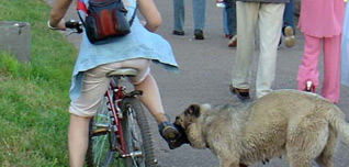 Как справиться с агрессивными собаками во время езды на велосипеде - «Велосоветы»